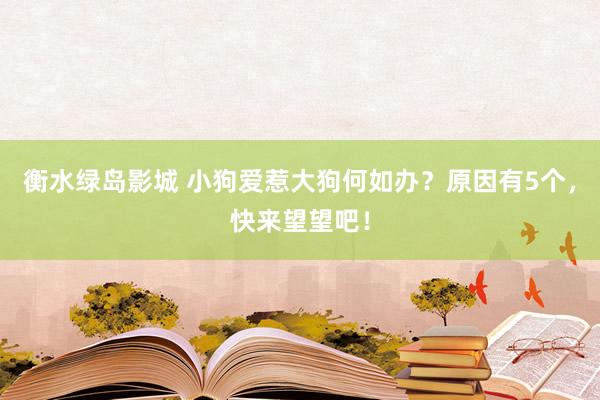 衡水绿岛影城 小狗爱惹大狗何如办？原因有5个，快来望望吧！